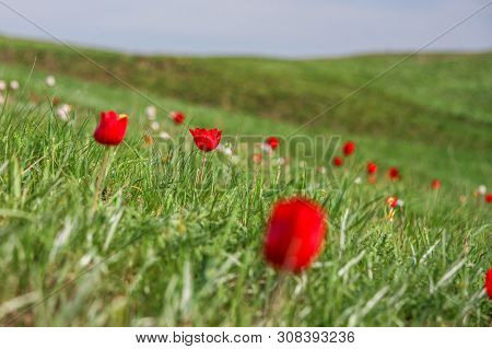 The Picturesque Spring Flowering Of Wild Dwarf Tulips In The Kalmyk Steppes.