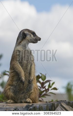 Gopher Standing. Interesting And Funny Gopher Standing On Hind Legs Watching