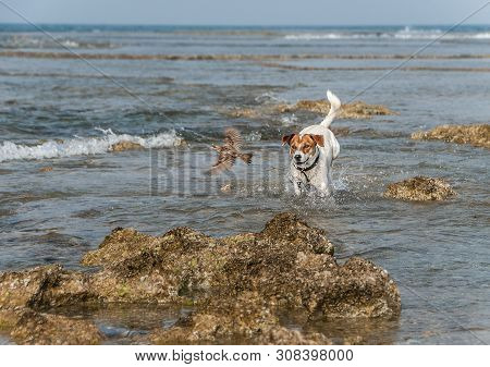 Nice Dog In Collar Catching Up With Bird In The Mediterranean Sea Beach.