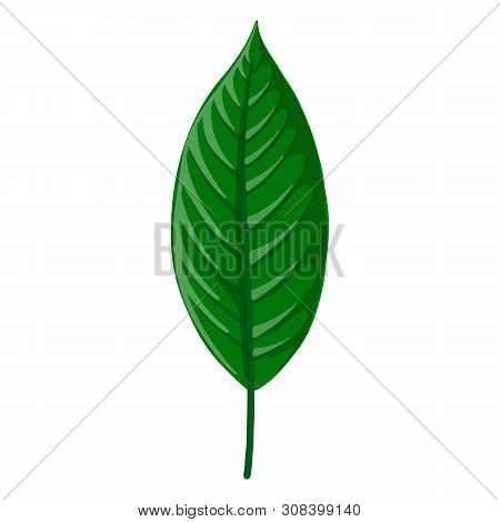 Vector Drawing Green Tropical Leaf Of Heliconia, Botanical Illustration, Hand Drawn Floral Jungle El