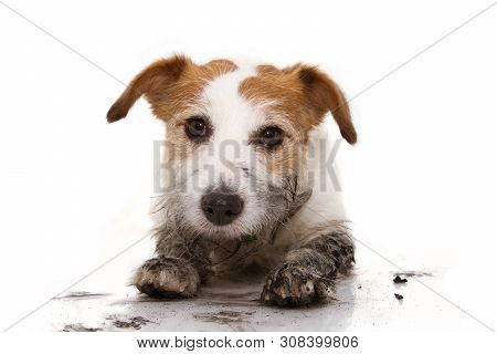 Dirty Dog Portrait. Cute Jack Russell After Play Ina Mud Puddle With A Guilty Expression. Isolated O