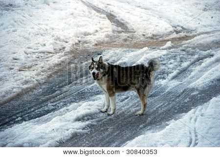 Dog1