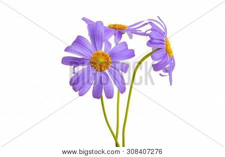Senecio Macrocephalus Flower Isolated On White Background