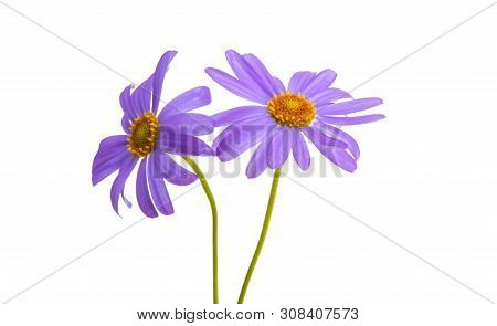 Senecio Macrocephalus Flower Isolated On White Background