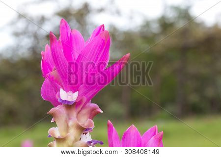 Close Up Of Siam Tulip Or Krachiew Flower In Field During Rainy Season