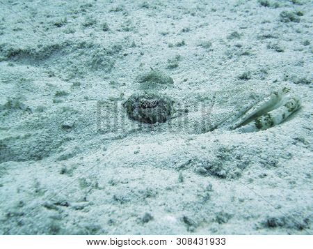 Invisible Fish Hiding In The Sand In Red Sea, Egypt