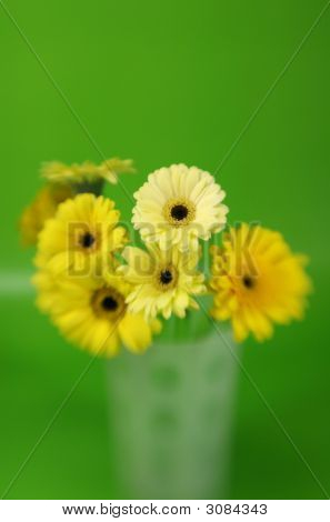พวงของ Daises