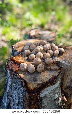 Inshell Walnuts, Scattered On The Stump, Outdoors On The Background Of Lystra. Summer