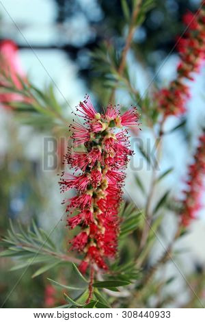 Callistemon Or Bottle Brush Flower. An Australian Native Plant. Close-up Of Red Needle-like Flower O