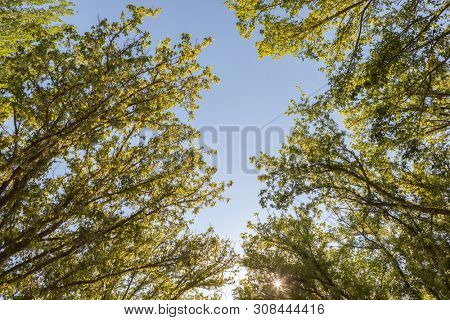 The tops of the trees in a sunny day