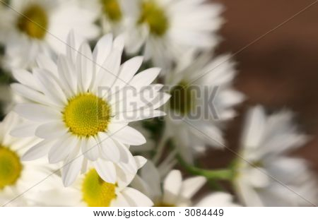 Daises
