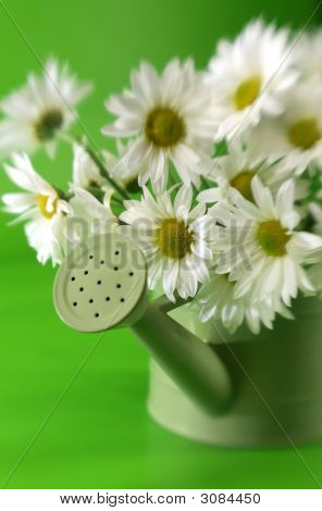 Daises ในกระป๋อง