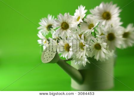 กลุ่มของ Daises
