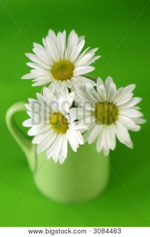ถ้วย Daises