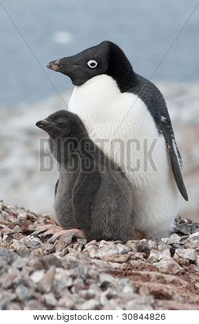 家族のアデリー ペンギン。