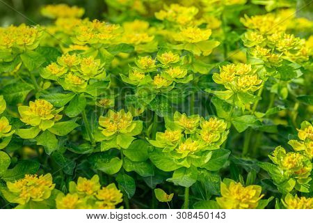 Bright Yellow Milkweed Bushes On A Green Background In The Garden. Floral Pattern. Cushion Spurge, E