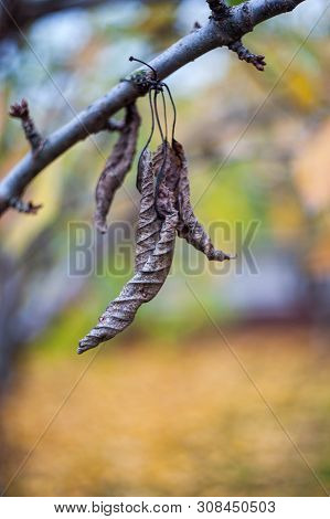 Dying Yellow Leaf. Close-up. Abstract Object. Dead Leaves.