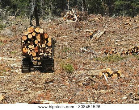 Rear View Of A Tractor Carrying Harvested Pine Logs Near Tarraleah In Tasmania