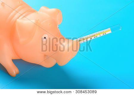 Pigs Mouth With A Mercury Thermometer At  40 Degrees Centigrade Concept Of African Swine Fever