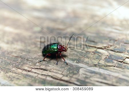 Metallic Green Beetle On A Wooden Bench. Macro Shot. Selective Depth Of Field
