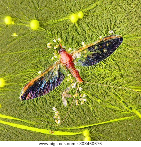 Cyanobacteria, also known as Cyanophyta on water surface.  Can produce neurotoxins a other toxins.   Algal blooms, which can become a danger to humans and animals. Dead Mayfly in swamp.