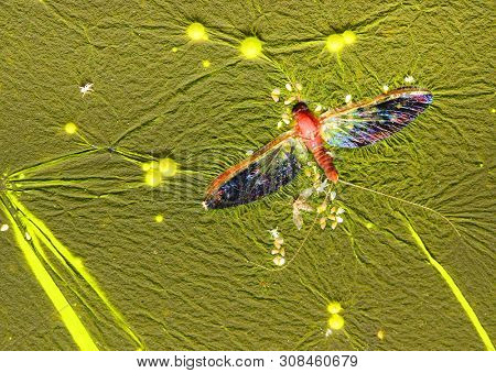 Cyanobacteria, also known as Cyanophyta on water surface.  Can produce neurotoxins a other toxins.   Algal blooms, which can become a danger to humans and animals. Dead Mayfly in swamp.