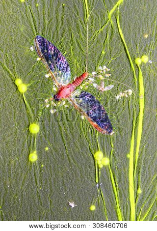 Cyanobacteria, also known as Cyanophyta on water surface.  Can produce neurotoxins a other toxins.   Algal blooms, which can become a danger to humans and animals. Dead Mayfly in swamp.