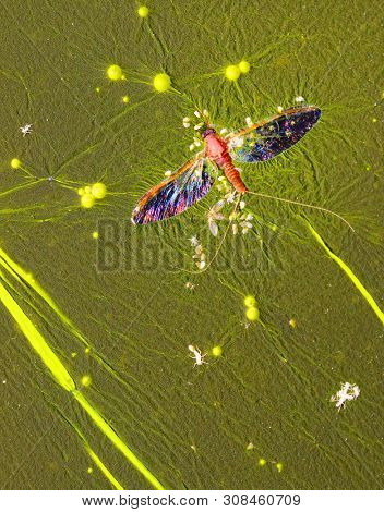 Cyanobacteria, also known as Cyanophyta on water surface.  Can produce neurotoxins a other toxins.   Algal blooms, which can become a danger to humans and animals. Dead Mayfly in swamp.