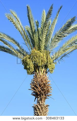 A Cluster Of Dates On The Date Palm Tree Against Blue Sky. Jews Eat New Fruits On Rosh Hashanah Date