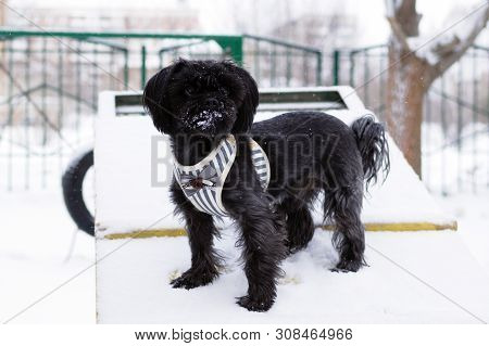 Black Russian Colored Lap Dog Phenotype On A Training Ground At Wintertime.