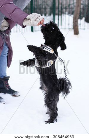 Feeding Dog By Owner’s Hand. Black Russian Colored Lap Dog Phenotype For A Walk At Wintertime.