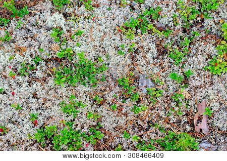 Bright Red Berries Of A Cowberry On Bushes With Green Leaves Growing On The White Moss, The Moss In 