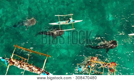 Place To Snorkel And Scuba Drive And Whale Shark Watching, Top View, Oslob, Philippines. Clean Blue 