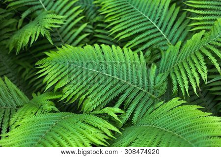 beautiful brught green fern background