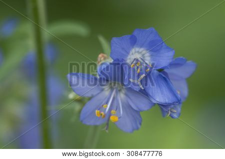 Polemonium Caeruleum Flowers, Close Up Shot, Local Focus