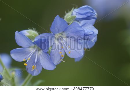 Polemonium Caeruleum Flowers, Close Up Shot, Local Focus