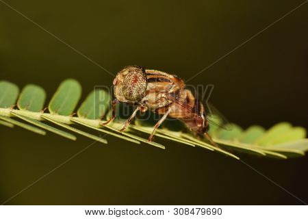 Horse Fly, Tabanidae At Rayagad In Odisha State Of India.