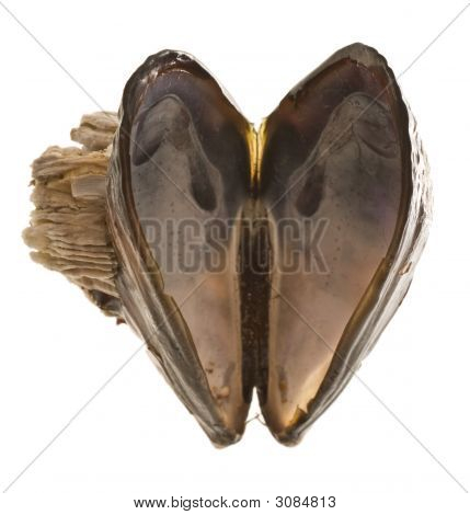 Herzförmige Muschel Shell