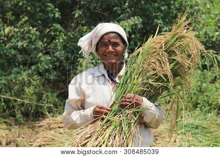 Hyderabad, Telangana, May 2018, Woman With Grain Harvest