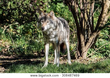 The Wolf, Canis Lupus, Also Known As The Grey Wolf Or Timber Wolf Is A Canine Native To The Wilderne