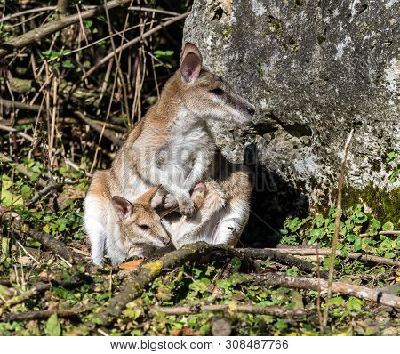 The Agile Wallaby, Macropus Agilis Also Known As The Sandy Wallaby Is A Species Of Wallaby Found In 
