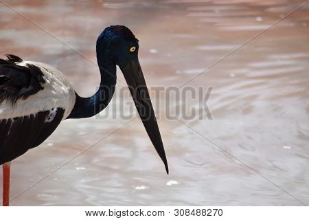 Black Necked Stork, Ephippiorhynchus Asiaticus, Hyderabad Telanagana India