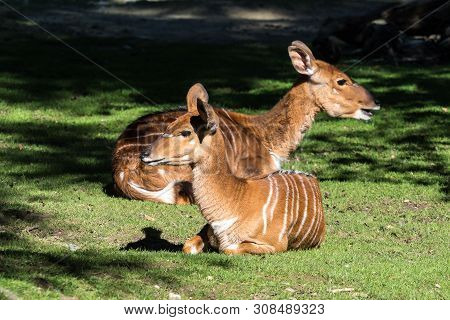 Indian Blackbuck, Antelope Cervicapra Or Indian Antelope. The Blackbuck Inhabits Grassy Plains And S
