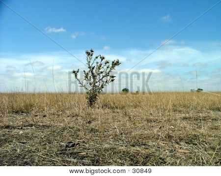 País de Bush