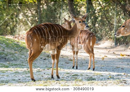 The Nyala, Tragelaphus Angasii Is A Spiral-horned Antelope Native To Southern Africa. It Is A Specie