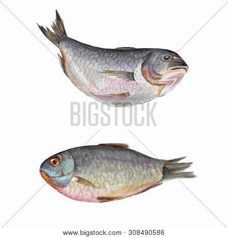 Beautiful Fresh Fish For Cooking. Watercolor Illustration, Objects Isolated On White.