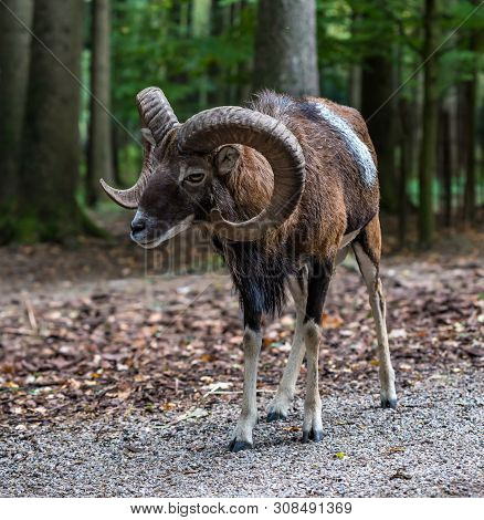 The European Mouflon, Ovis Orientalis Musimon Is The Westernmost And Smallest Sub-species Of Mouflon