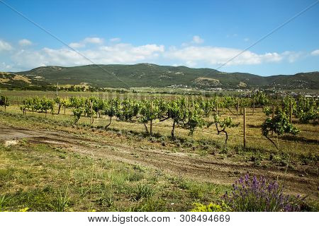 Amazing Views Of The Vineyards And Mountains Of Crimea And Flowering Lavender. Beautiful Landscape O