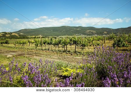 Amazing Views Of The Vineyards And Mountains Of Crimea And Flowering Lavender. Beautiful Landscape O