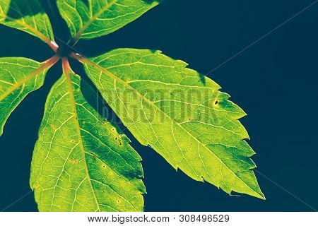 Macro Of Green Plant Nature Background Nature Background Of Green Plant Meadow. Green Nature Macro B